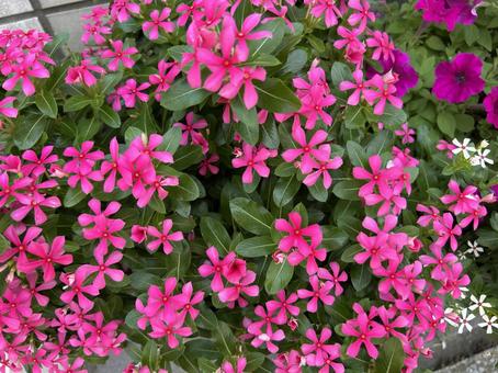 ピンク色が華やかなニチニチソウの花壇 ピンク色が華やかなニチニチソウの花壇の写真
