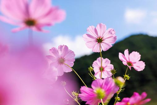 Cosmos in Sakaharacho, Nara, JPG