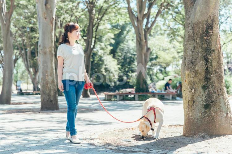 犬の散歩をする女性 犬,犬の散歩,散歩の写真素材