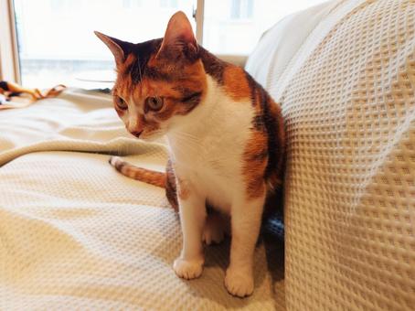ソファの上で ソファの上で 猫,三毛猫,ねこの写真素材