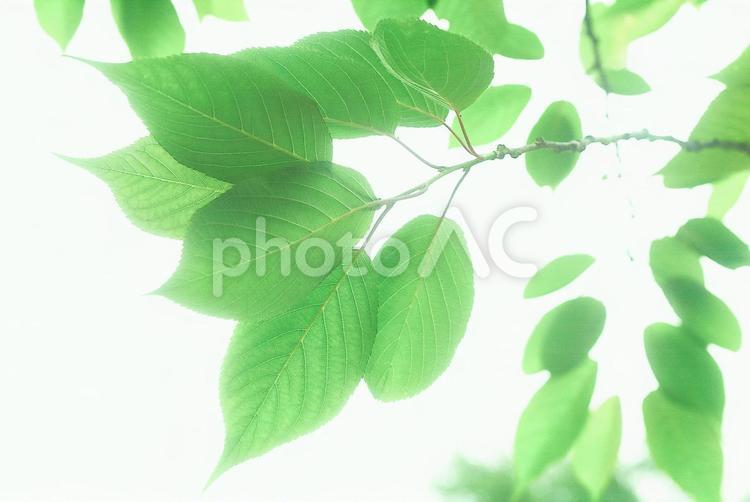新緑のイメージ 葉,光,夏の写真素材