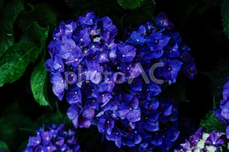 ＜五島の風景＞ハート型の紫陽花の花 あじさい,アジサイ,ハートの写真素材