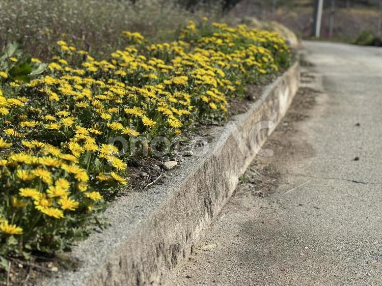 道端のたんぽぽたち 春,黄色,たんぽぽの写真素材