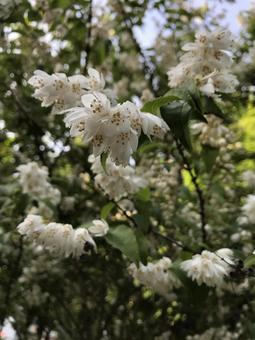 flower flowerの写真