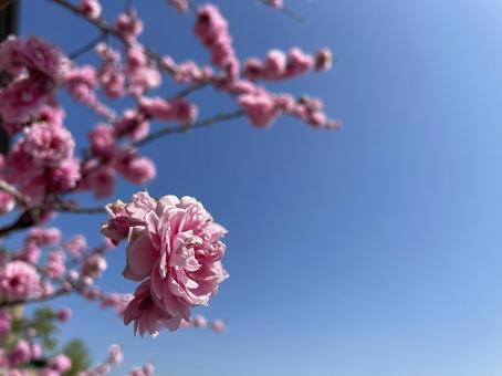 春がきた 春がきたの写真