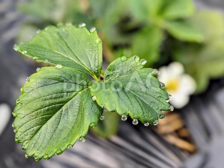 いちごの葉っぱに宝石が！ いちご,葉っぱ,4月の写真素材