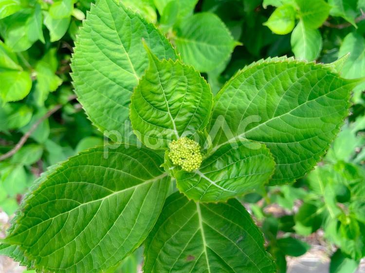 アジサイのつぼみ あじさい,アジサイ,紫陽花の写真素材