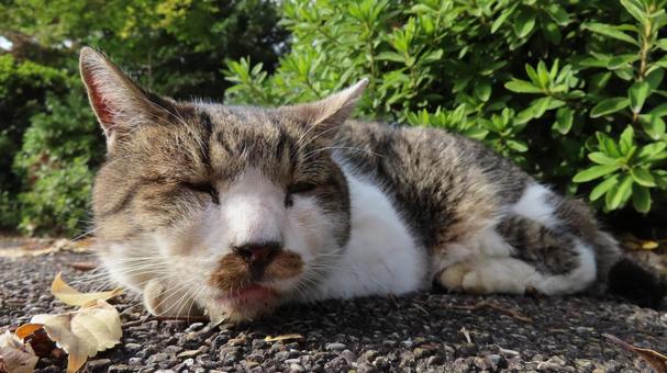 日向ぼっことお昼寝が日課のもふもふな猫様 猫,キジシロ,眠り猫の写真素材