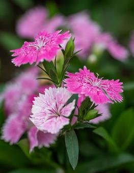 ナデシコの写真