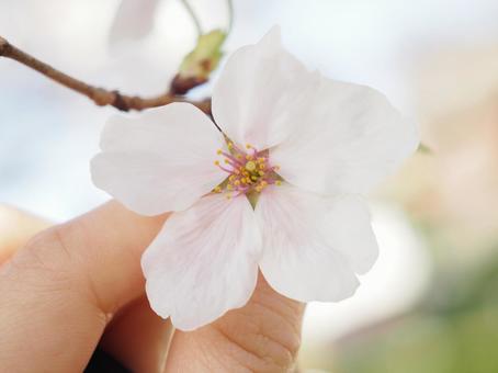 満開の桜 満開の桜の写真