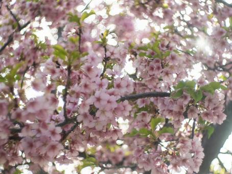 春~桜~③ 春~桜~③の写真