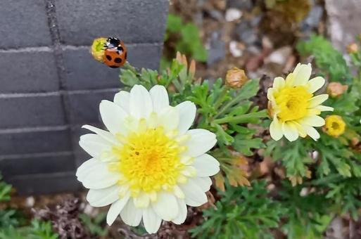 花 花の写真