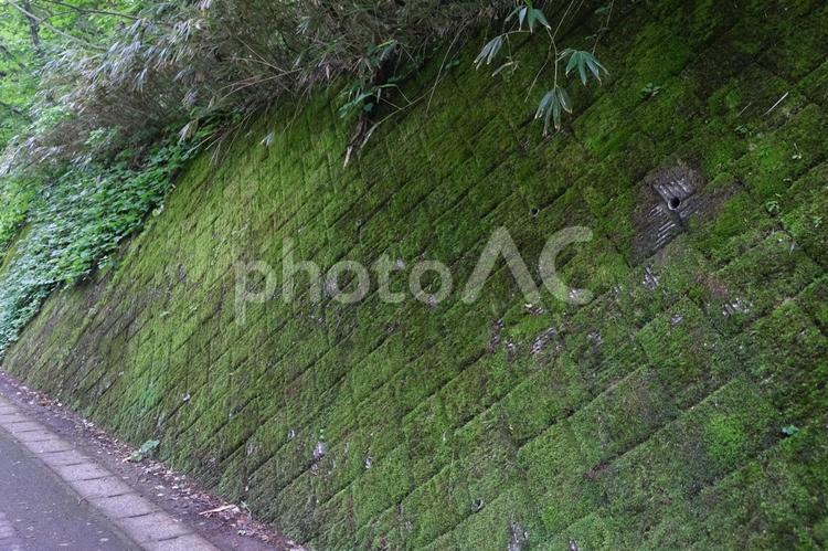 青池に行く遊歩道脇の苔の風景 白神山地,十二湖,青森県の写真素材