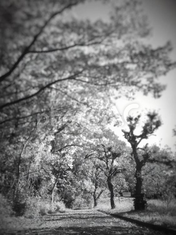 【王禅寺公園と水飲場】(モノトーン) nature,webテクスチャ,web素材の写真素材