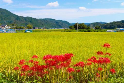 秋の田んぼの風景 秋の田んぼの風景の写真