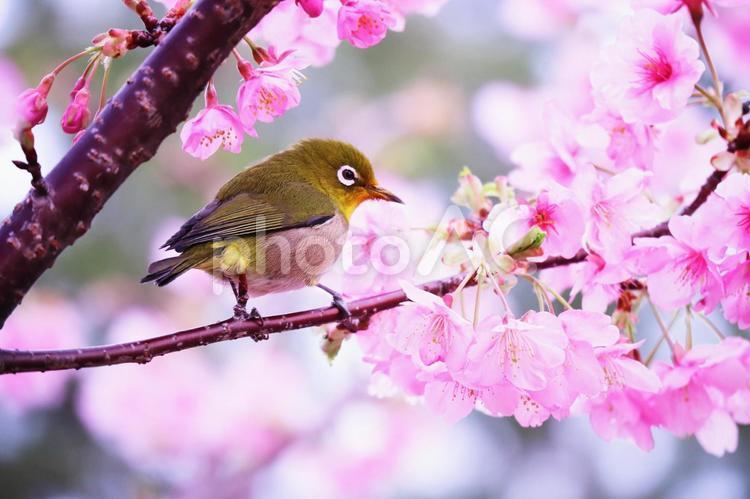 美しい桜と可愛いメジロ 桜,春,ピンクの写真素材