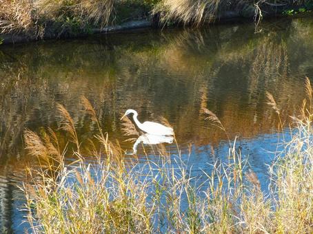 餌を探し中の鷺 餌を探し中の鷺 サギ,白い鳥,鳥の写真素材