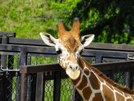 こちらを見つめるつぶらな瞳のアミメキリンの写真