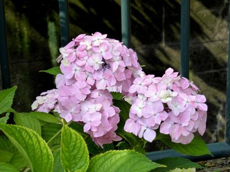 用水路の脇で開花し始めたアジサイ 用水路の脇で開花し始めたアジサイ アジサイ,花,植物の写真素材