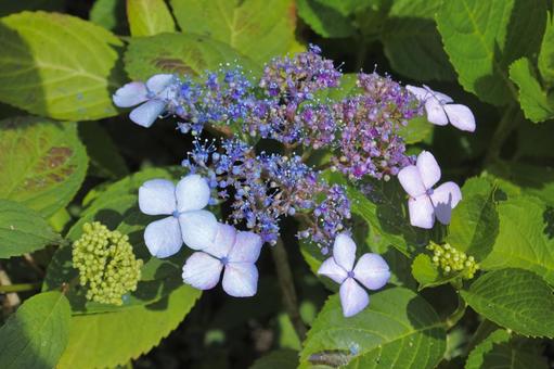 2色の紫陽花 2色の紫陽花の写真