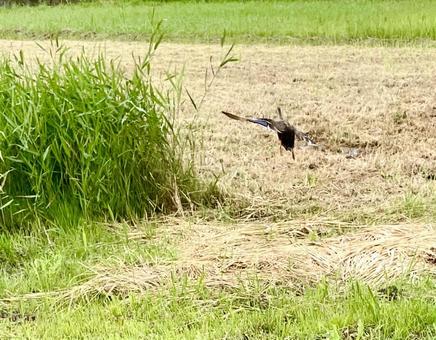 飛び立つ鴨 飛び立つ鴨の写真