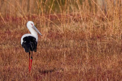 振り向くコウノトリ コウノトリ,鸛,幸せを運ぶ鳥の写真素材
