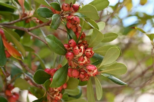 モッコクの写真