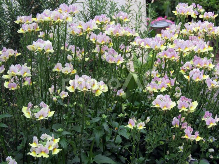 ネメシアの花いっぱい ネメシア,宿根,花の写真素材