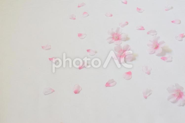 白い布に桜の花びらが広がっている様子 桜,花びら,4月の写真素材