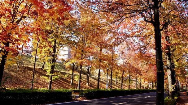 紅葉-1301 紅葉,アメリカ楓,もみじ葉楓の写真素材