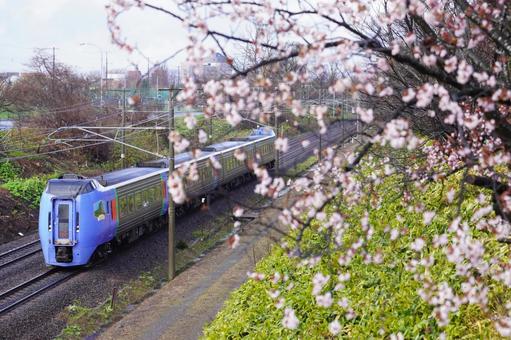 桜と特急列車 桜と特急列車の写真