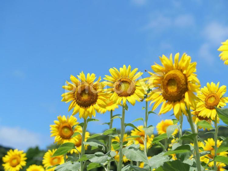ひまわりの花と青空 ひまわり,ヒマワリ,向日葵の写真素材