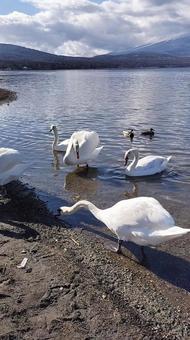 白鳥 白鳥,山中湖,湖の写真素材