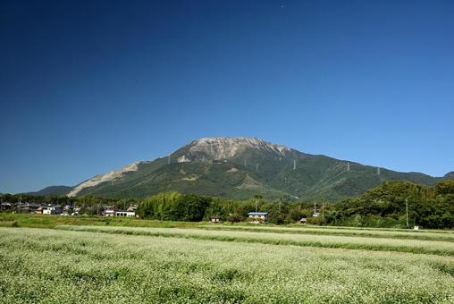 伊吹山とそば畑7 伊吹山とそば畑7 伊吹山,山,そば畑の写真素材