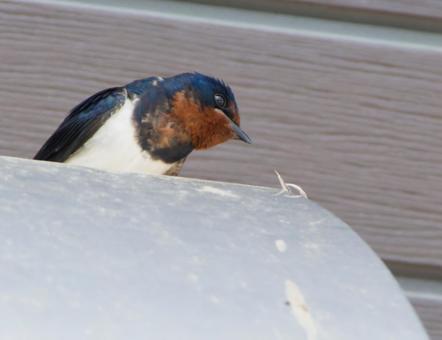 A swallow looking down, JPG A swallow looking down, JPG