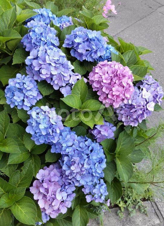 鮮やかな紫陽花 あじさい,花,夏の写真素材