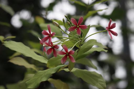 緑の葉とピンクのシクシンの花の枝のアップ 緑,葉,ピンクの写真素材