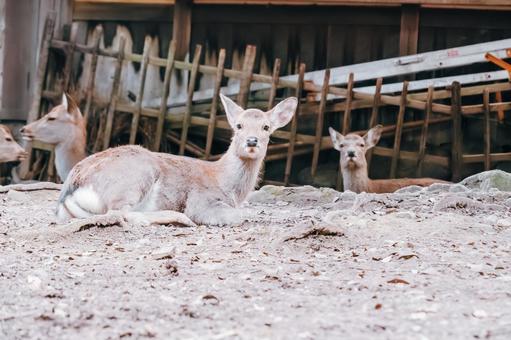 写真撮られていますね 鹿,動物,哺乳類の写真素材