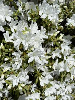 Photo, white, wander, azalea, 