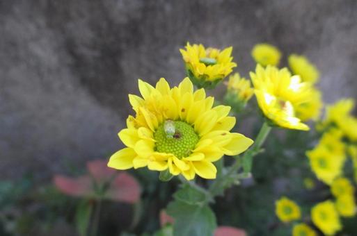 菊の花と虫 菊,キク,植物の写真素材