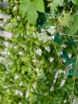 初夏のグリーンの写真