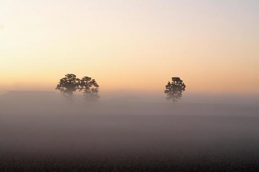 朝霧の中でシルエットになる樹木 夜明け,日の出,樹木の写真素材