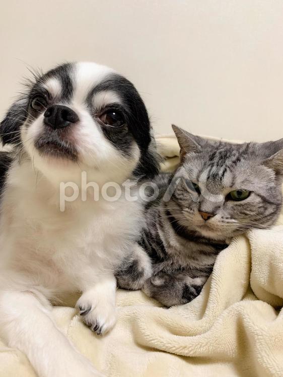 チワワとアメショ７ チワワ,アメリカンショートヘア,犬の写真素材