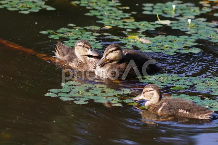 可愛いマガモの親子 マガモ,池,スピードの写真素材