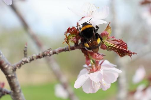 セイヨウオオマルハナバチの写真
