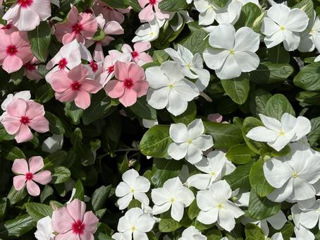 ニチニチソウの花。 ニチニチソウの花。の写真