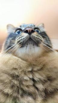 ねこ ねこ 猫,ねこ,ふわふわの写真素材