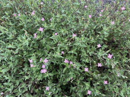 ユウゲショウの写真