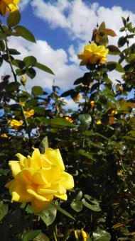薔薇 薔薇の写真