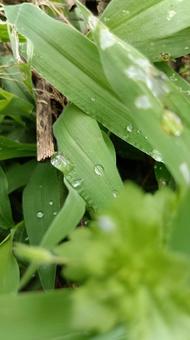 夏草に降りた朝露 夏草に降りた朝露 朝露,夏草,風景の写真素材